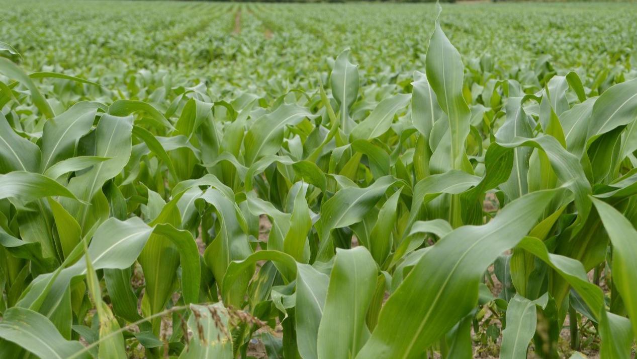 生物有机肥的科学施用