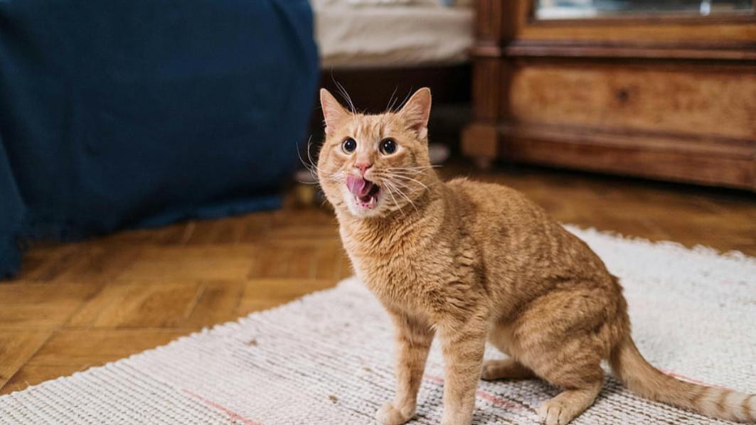 最贵的猫粮品质最好吗？国产十大放心猫粮品牌排行榜TOP3分享