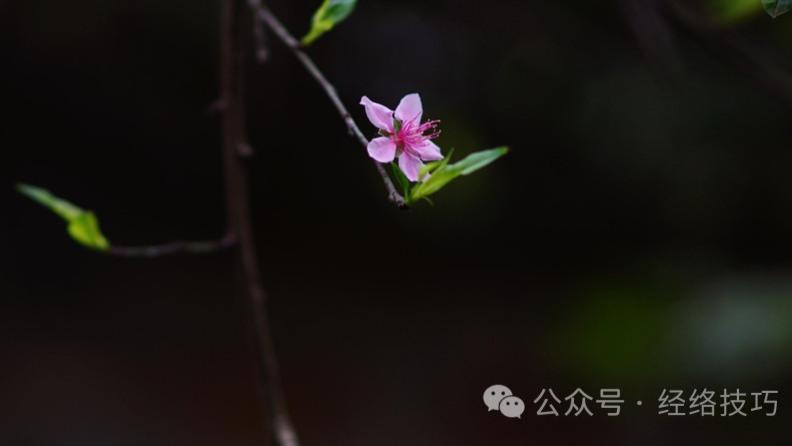 二月二龙抬头，再忙也建议吃3道“抬头菜”、朝东梳头，寓意一年鸿运当头