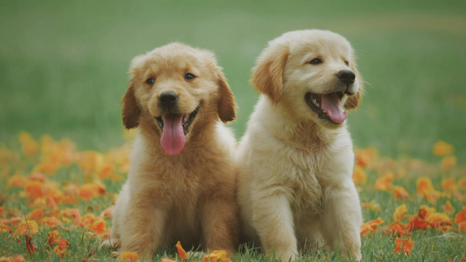 宠物狗啃掉主人脚趾，主人却感激不尽：它闻出了我察觉不到的重病