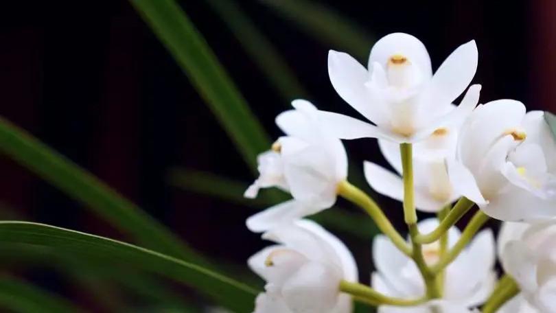 隆德园 | 惊蛰，阳气初惊蛰，韶光大地周。