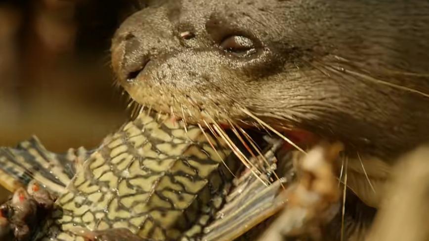 清道夫窝点被发现，多到将水染黑，还有条5倍大小的清道夫老祖！ 广东河道清道夫“开会”染黑河水，清道夫