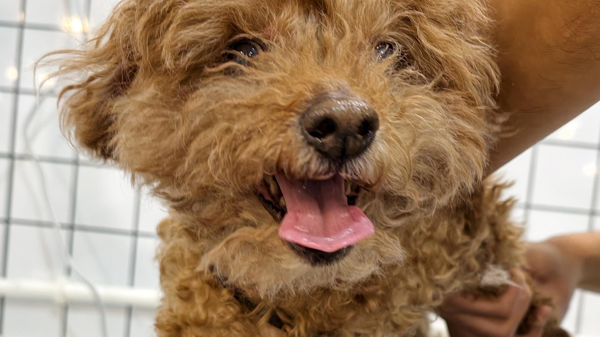 老年犬关节保护：主人常忽略的5个细节