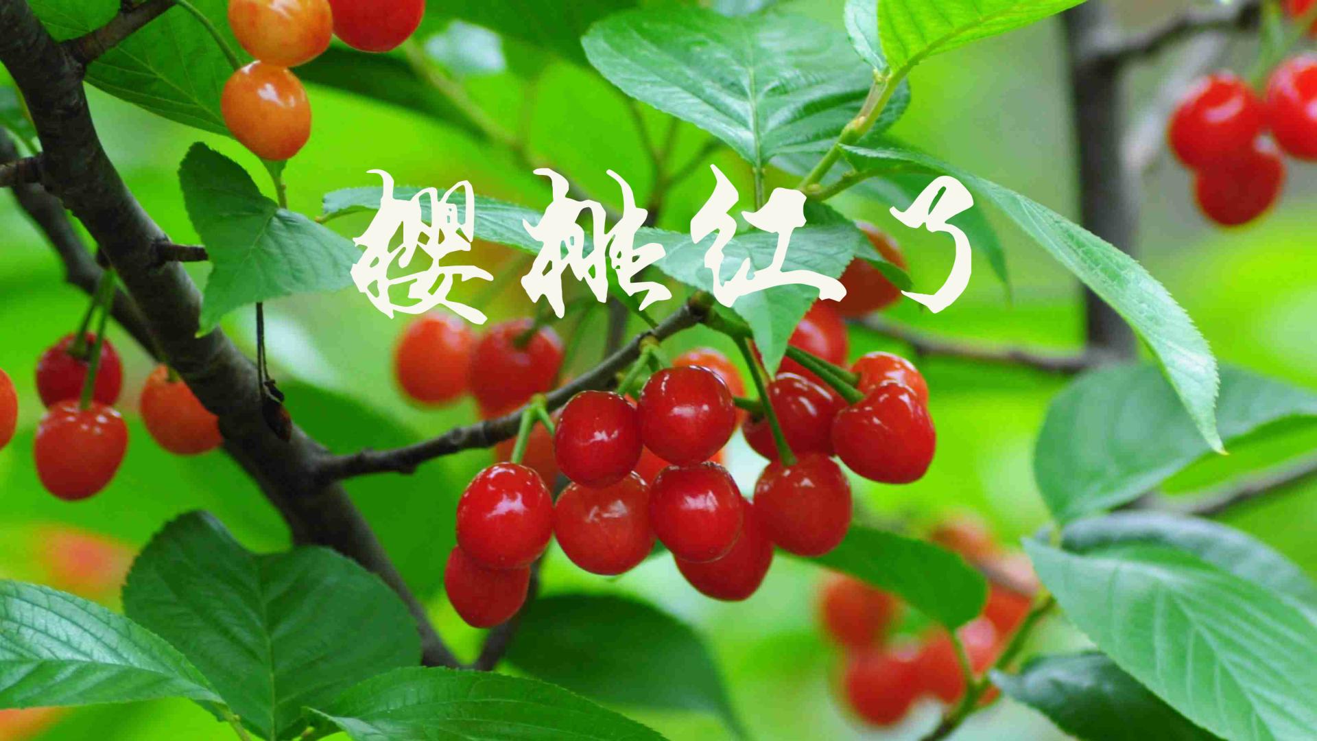 李熹棠倾情加盟乡村振兴主题电影《樱桃红了》饰演坚韧妹妹李志敏助力家乡叙事