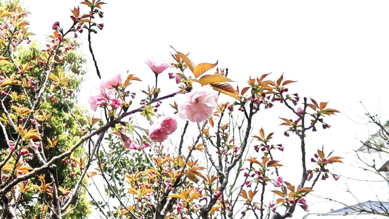 三思而后行：能思，也能行