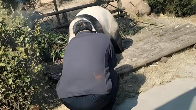 在看大熊猫做这5件事，你可能会被“帽子叔叔”请去喝茶！