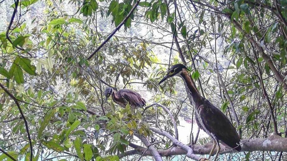 比大熊猫还稀有！“世界最神秘鸟”现身广东，全球不足1000只！广东现“幽灵鸟”！比熊猫珍贵，30种最