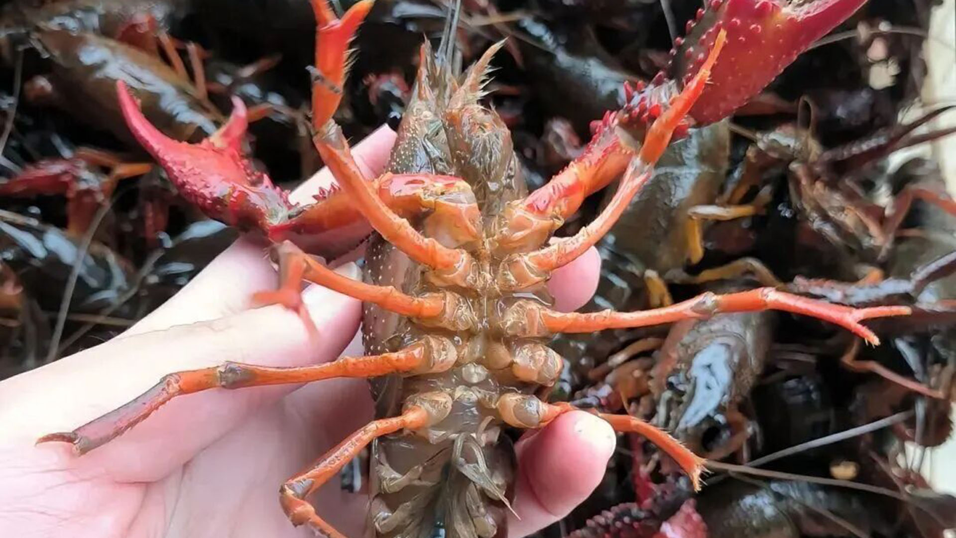 澳洲大龙虾引进超30年，比小龙虾出肉超6倍，为何干不过小龙虾？