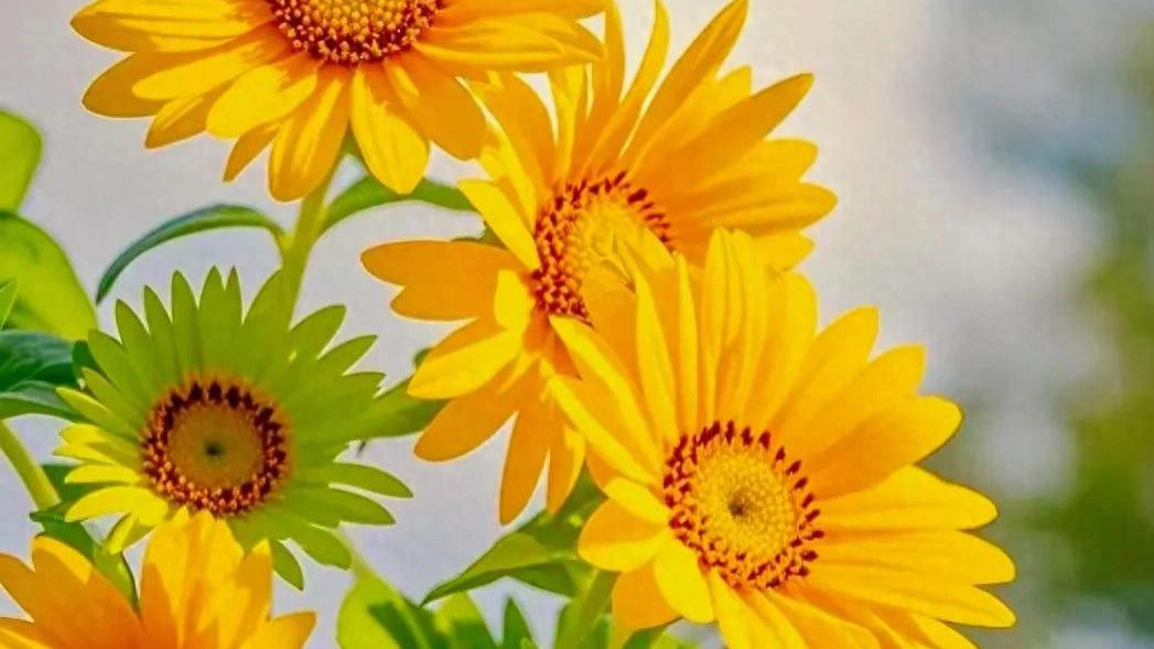 以欢喜心过生活，以平常心看世界，以坚韧心做实事