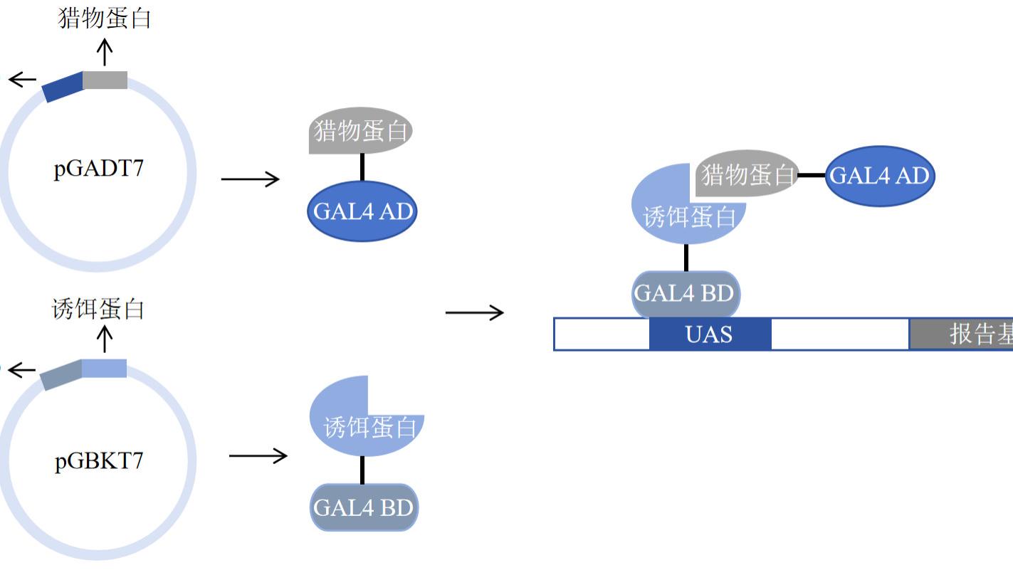 核系统酵母双杂交：揭秘细胞核内蛋白互作的经典工具