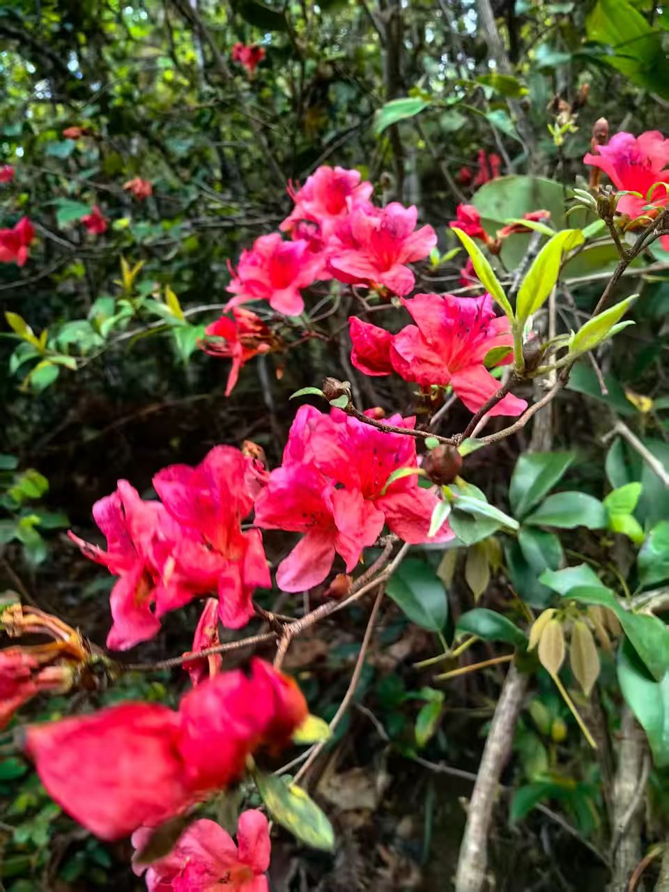 湖南春日游，大围山美景游玩攻略！