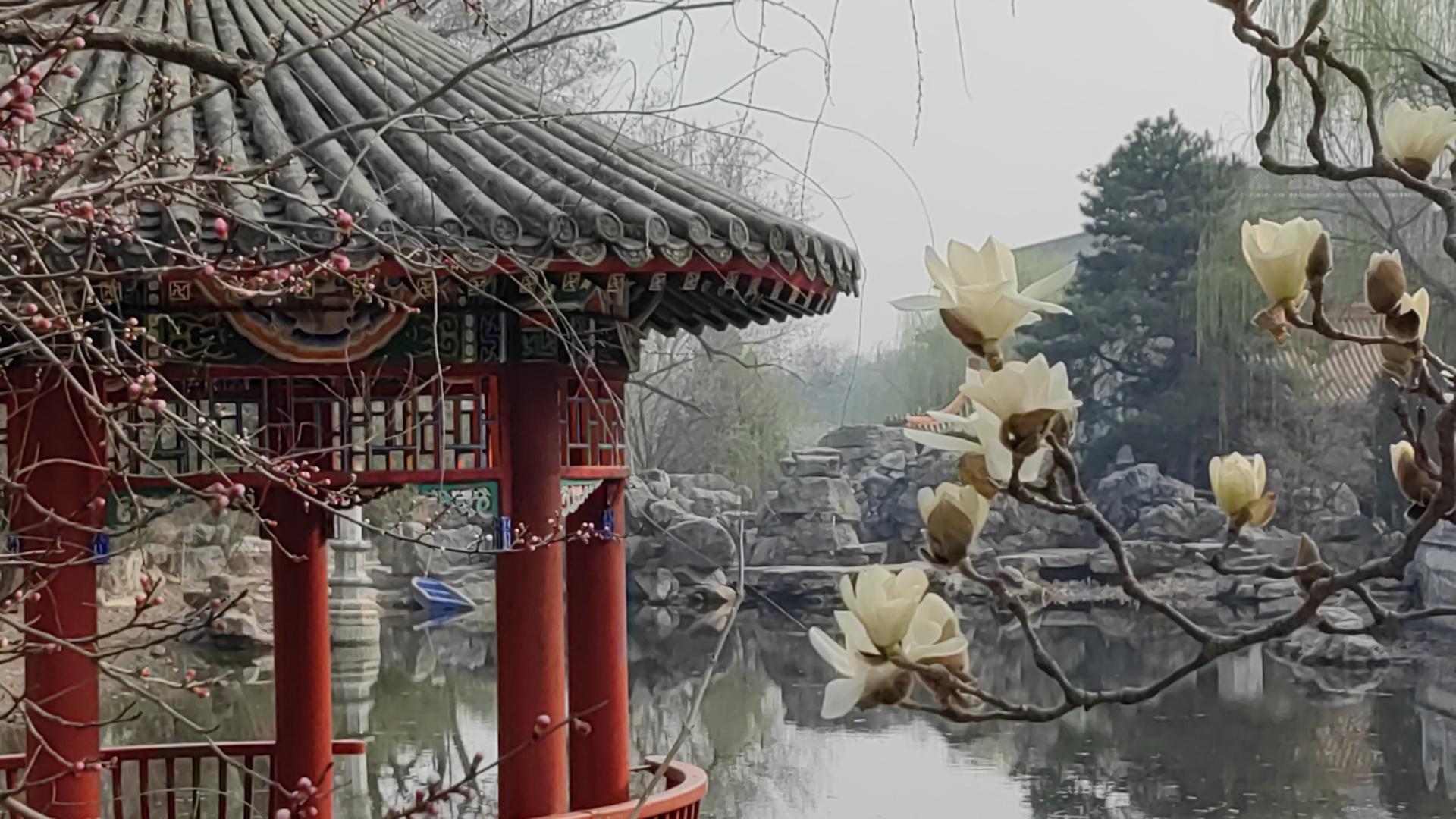 八大处公园杏花开，多种春花迎来最佳观赏期