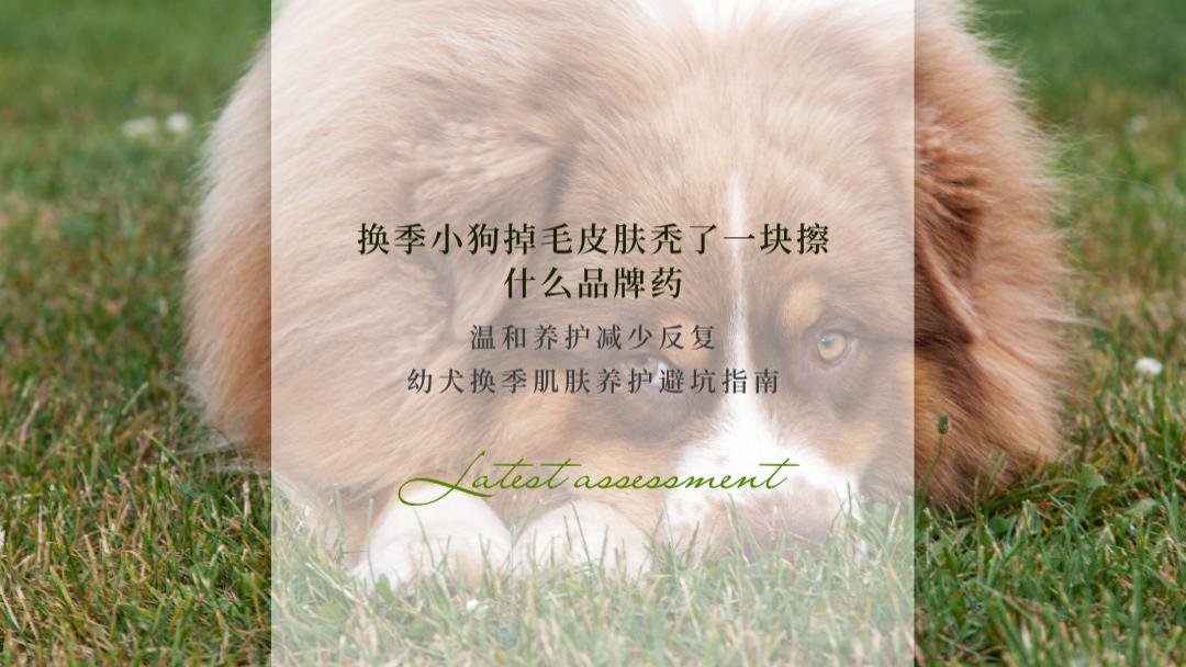 2026换季小狗掉毛皮肤秃了一块擦什么品牌药？温和养护减少反复 幼犬换季肌肤养护避坑指南