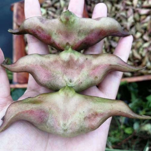🍂湖北洪湖寻味｜新鲜菱角美食攻略！
