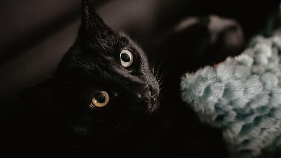 新人必看！什么猫粮品牌最好？2026年国产猫粮推荐排行榜10强