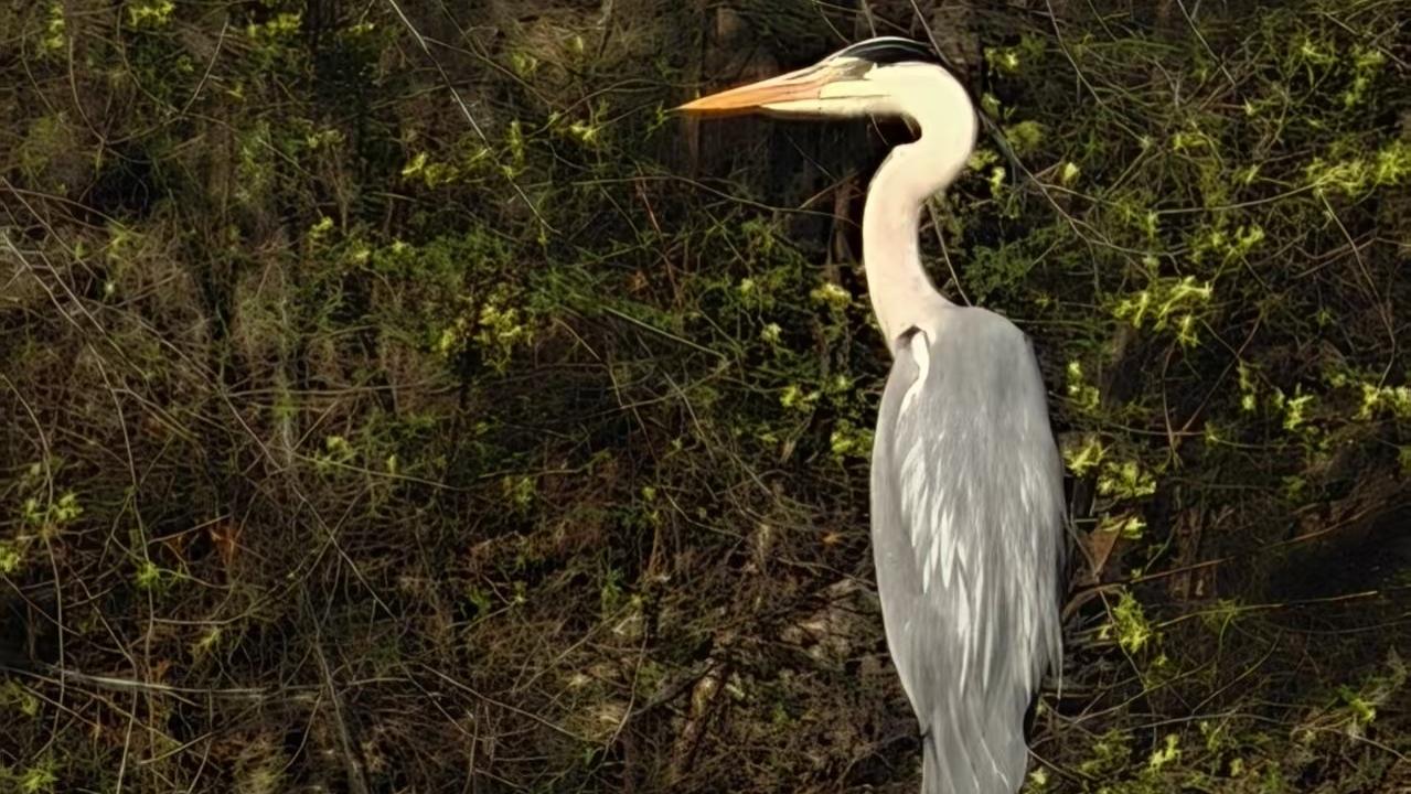 周长行原创丨它的名字叫“老等”