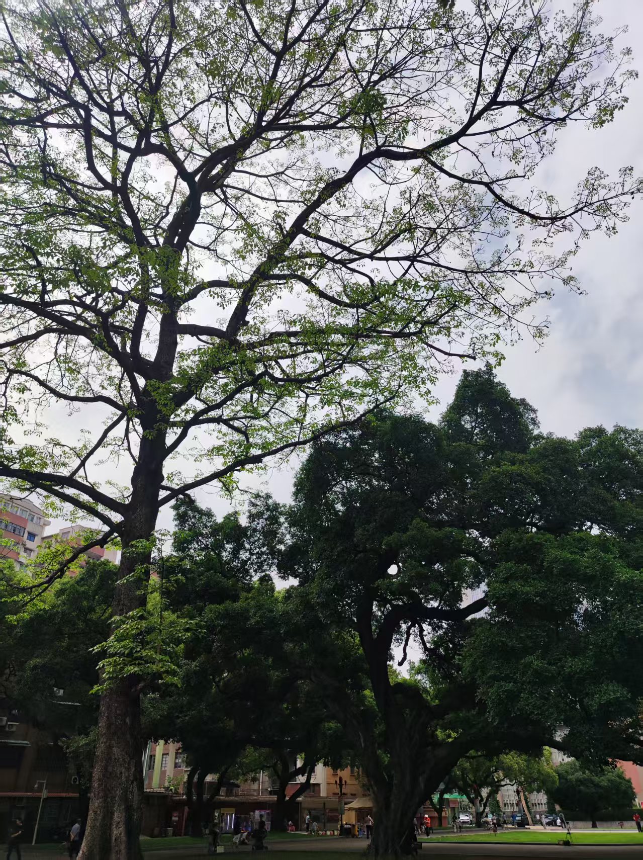 谈一谈当前TikTok上AI生成的内容。