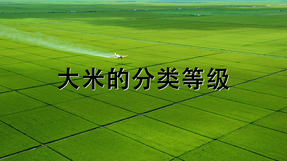 大米的分类等级