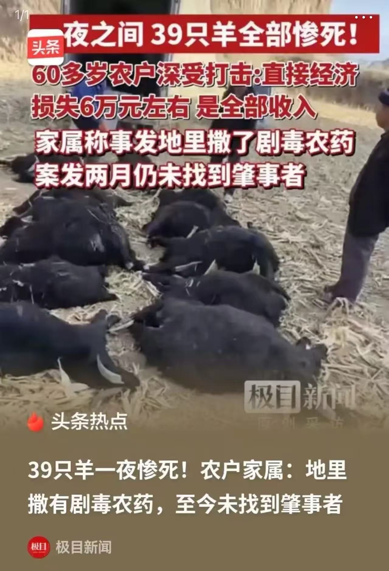 山西霍州，39只羊被人毒死，六旬农户哭诉：“地里被人撒了剧毒农药，事情发生两个多
