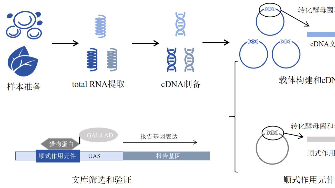 酵母单杂交实验中的自激活现象：成因、影响与解决策略