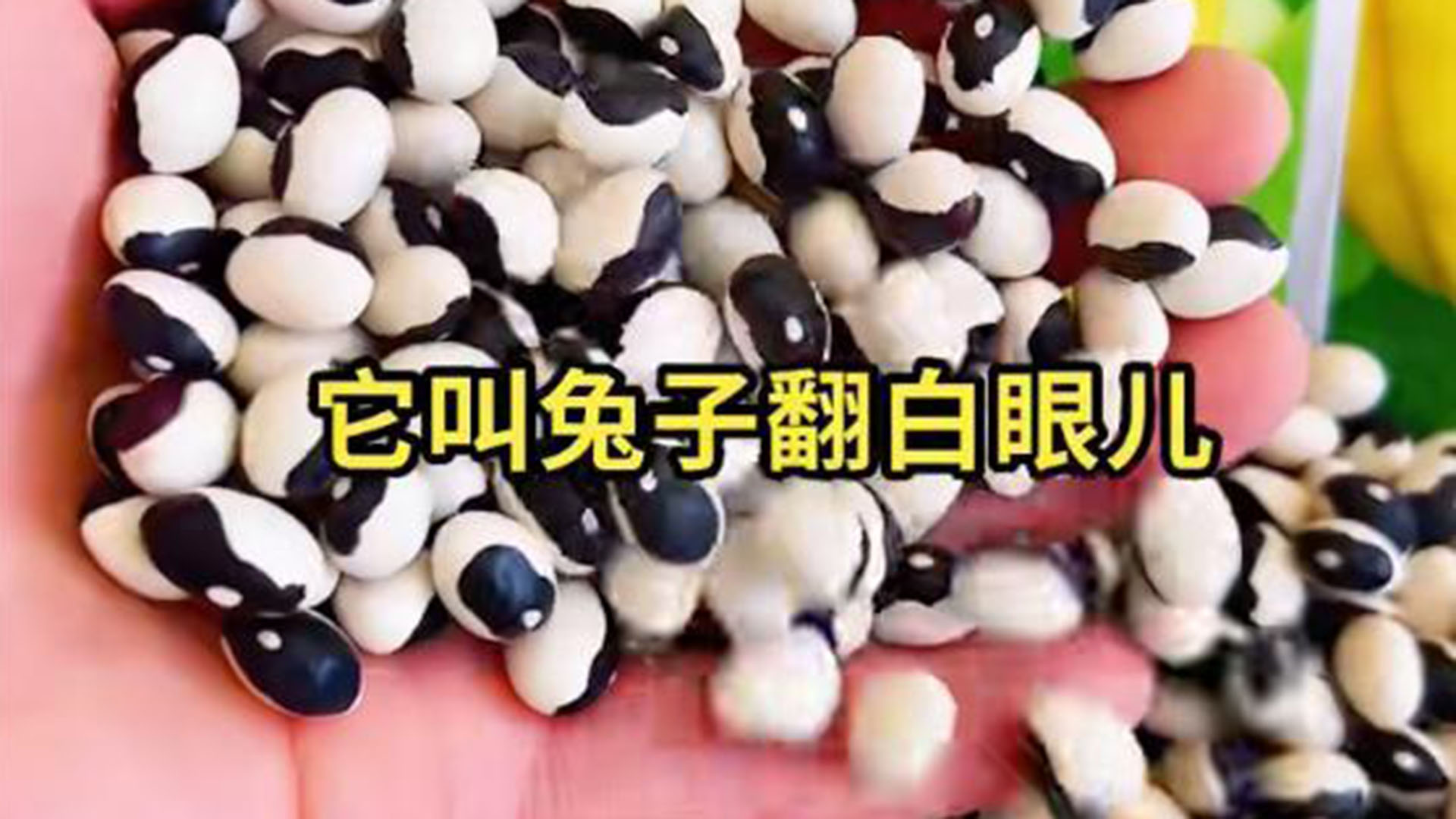 东北有种豆角叫“兔子翻白眼”？厂家回应亮了，网友：笑不活了！“兔子翻白眼”竟是豆角？东北人起名有多野