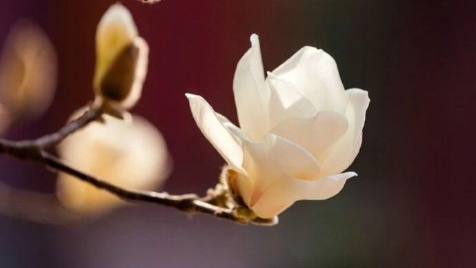 京城赏玉兰，大家都去这几个地儿！