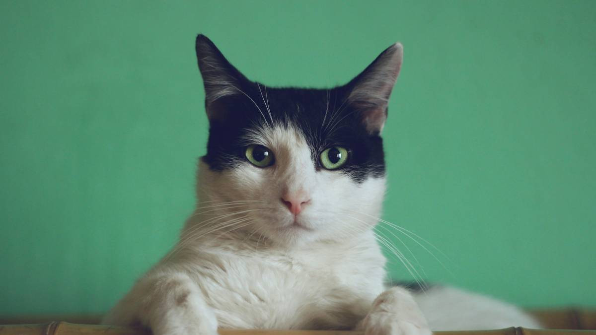 什么是全价猫粮、全期猫粮？盘点什么猫粮好猫粮排行榜前十名