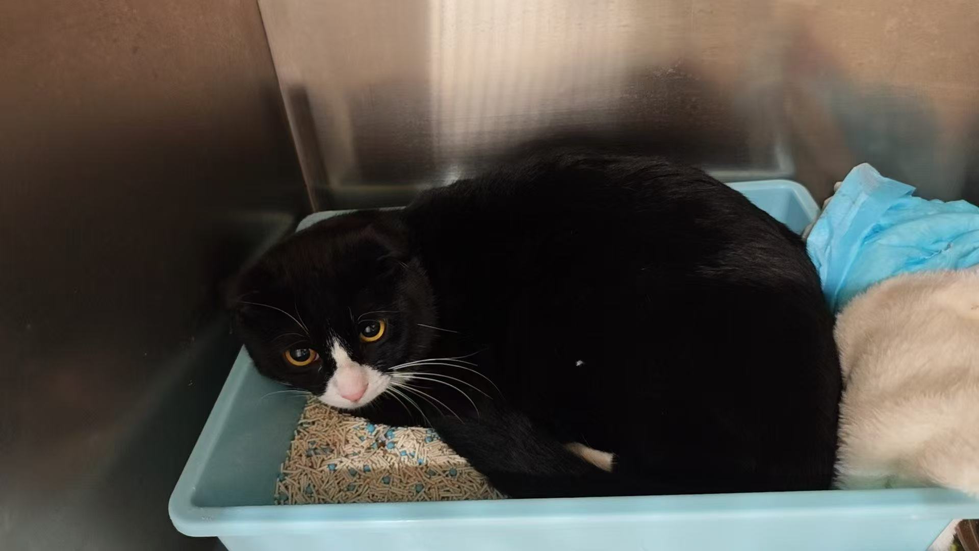 被丢在医院等死的奶牛猫，真有人愿意带它回家吗？看完这篇再决定！