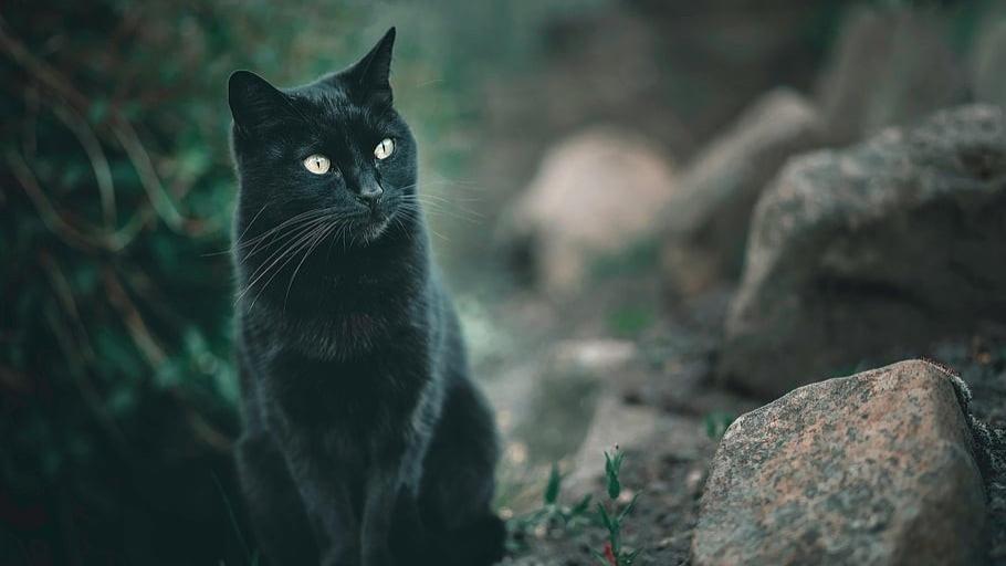 猫粮品牌测评分享：盘点2026年世界十大顶级猫粮品牌