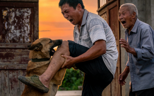 邻居家老狗咬伤我小腿，狗主人拒不赔偿还倒打一耙，“你不逗它会被咬吗？”我没哭没闹，直接买半斤耗子药…