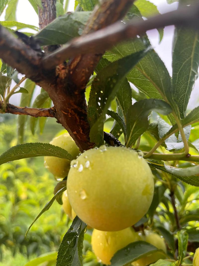贵州夏日顶流🍯六马蜂糖李水果打卡攻略！