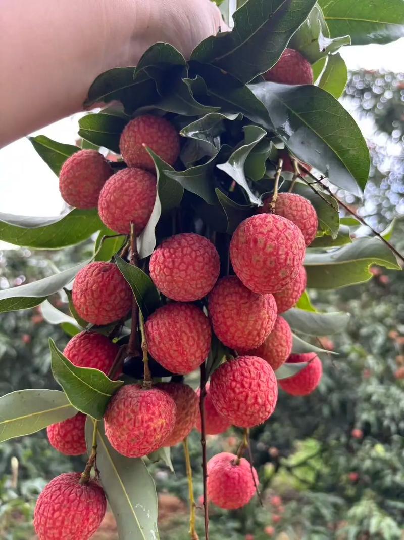 广东水果，高州荔枝美味攻略🍒