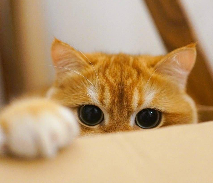 食伤可以代表宠物，如果你养宠物，能给你带来巨额经济效益的，基本上子女也会给你带来