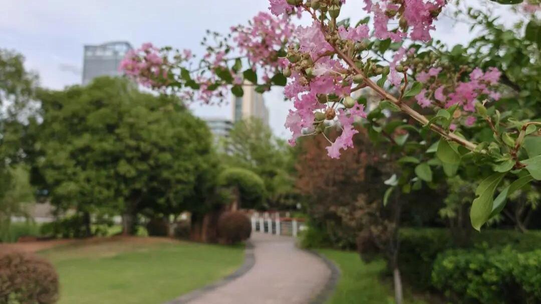 走，打卡去！浦江城区这种“有趣”的花开啦~