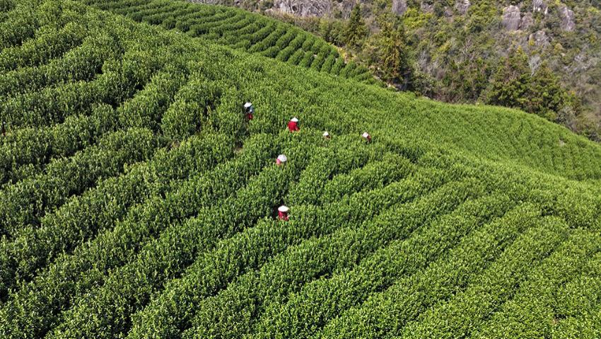 浙江乐清：早春采茶正当时
