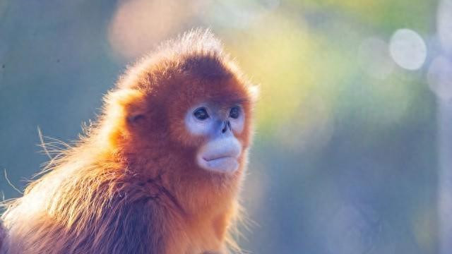 2026年属猴人运势大逆转，三月迎来事业与财富双爆发！