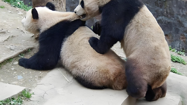 从“桃色新闻”主角到福宝邻居，大熊猫秀阳的逆袭剧本太爽了！