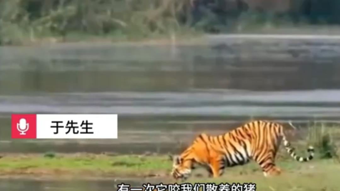 东北虎又双叒进村“溜达”了！为什么今年老虎进村如此频繁？ 吉林村庄惊现野生东北虎！为啥最近它们老往村