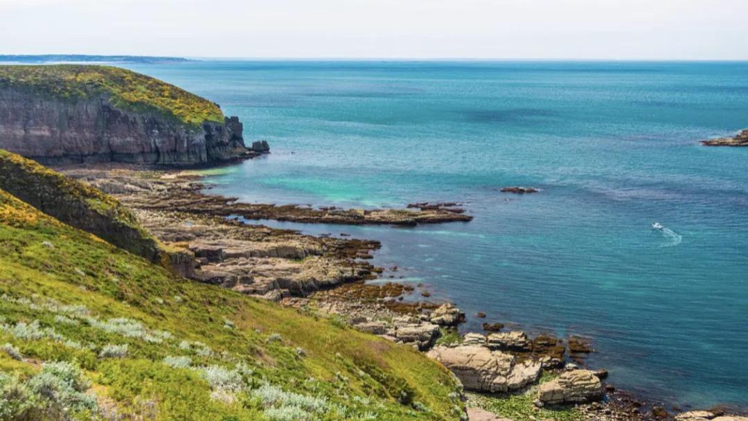 疯了！法国章鱼泛滥成灾，随手一抓满筐爆，红烧炫到爽，海鲜自由直接拉满