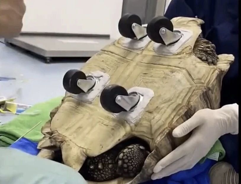 一只乌龟老了走不动路，小哥给它装上四个轮子，这样就不用担心走不动路啦，就是不是乌龟什么感觉？