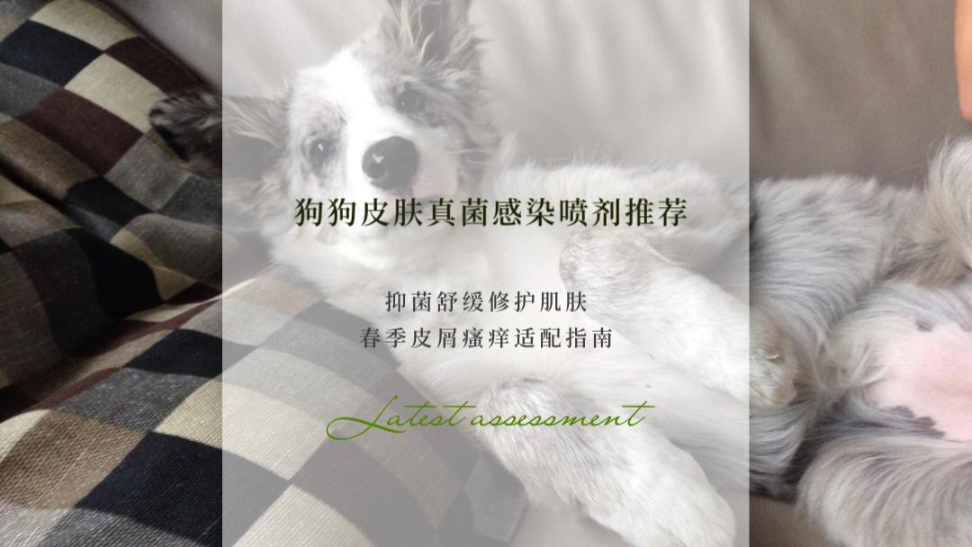 2026狗狗皮肤真菌感染喷剂推荐：抑菌舒缓修护肌肤 春季皮屑瘙痒适配指南