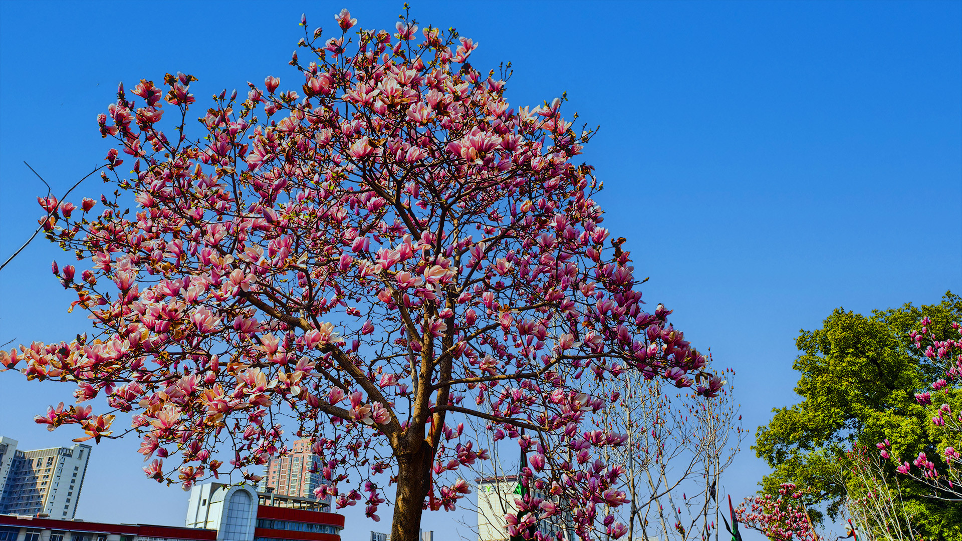 江 城 玉 兰 报 春 归