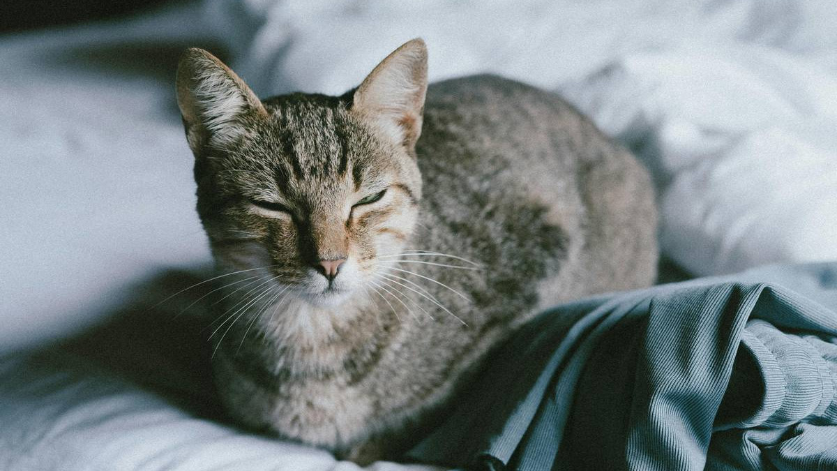 成猫粮和幼猫粮的区别是什么？推荐三款央视评测十大放心猫粮品牌