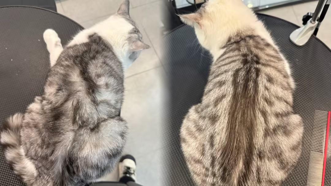 象乡宠物光合店 | 周末洗护高峰，这些宠物“标配”服务你试过吗？