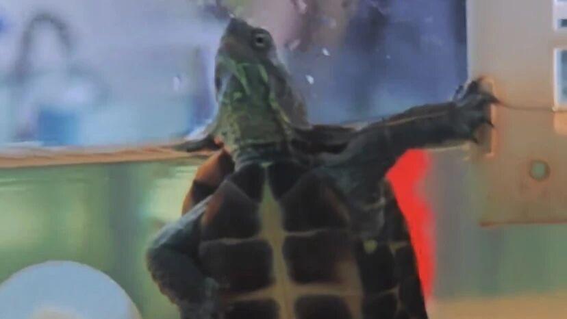 有这样一种乌龟会被淹死，为了活下去，它已经尽可能摆好呼吸姿势！