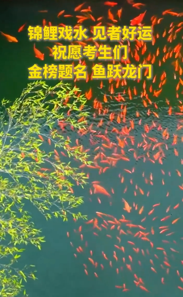 锦鲤戏水，见者好运！距2026高考还有2天！祝愿考生们金榜题名，鱼跃龙门！