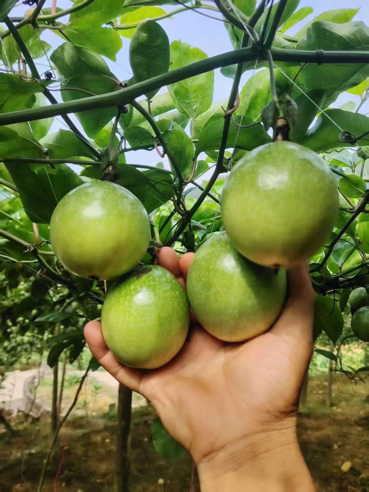 广西夏日必吃，一口沦陷的百香果攻略！