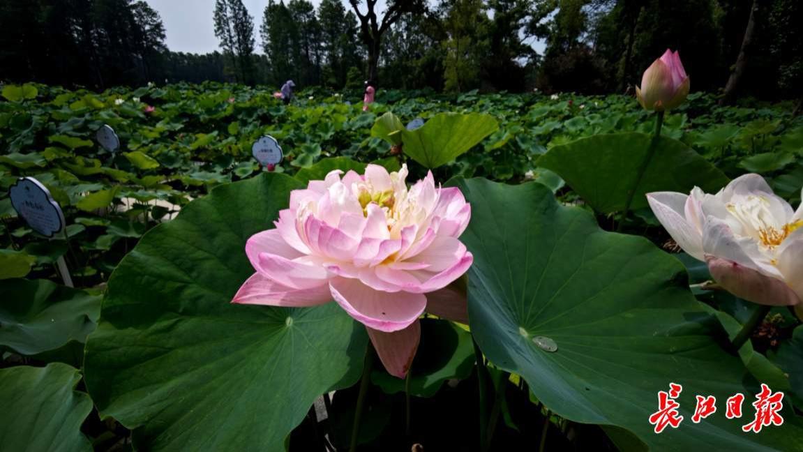 夏天来武汉赏荷花！1万平方米荷花花海有15片