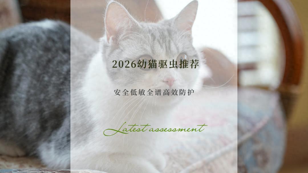 2026幼猫驱虫推荐：兽医实测TOP6 小猫安全低敏全谱高效防护指南