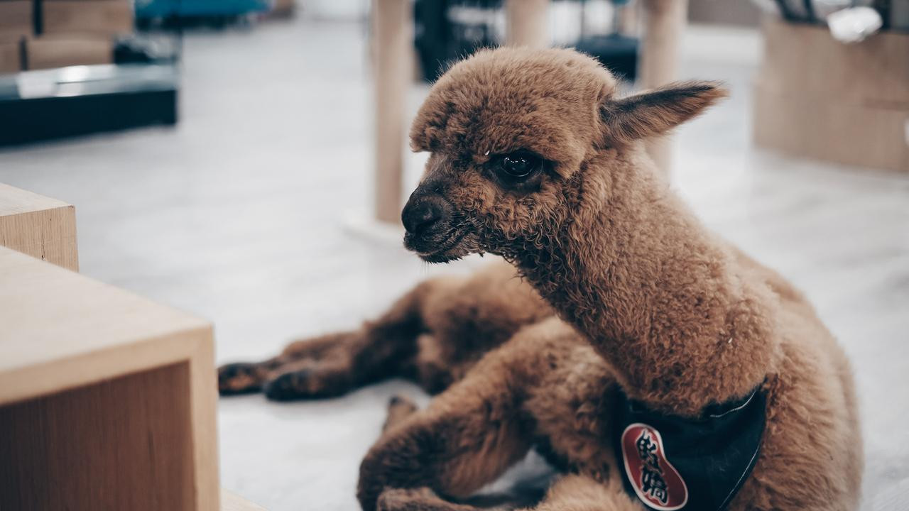 云南ai营销机构云南企服科技分享：2026 宠物行业新趋势之这3 个细分赛道，获客成本低 50%